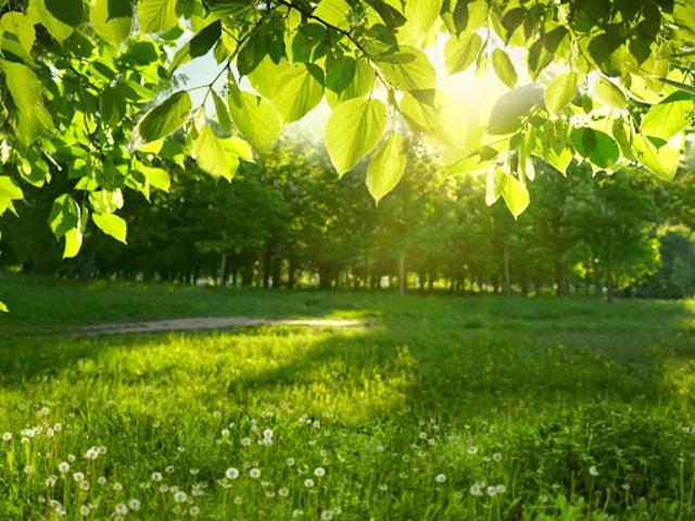 Vente Terrain 760 m2 Sanguinet