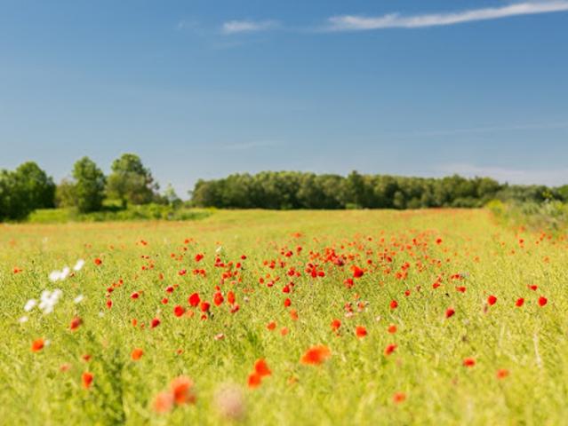 Vente Terrain 785 m2 Le Porge