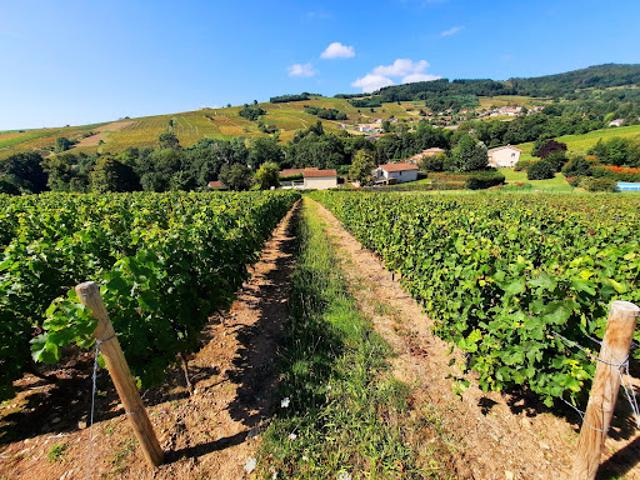 Vente Terrain 7256 m2 Juliénas