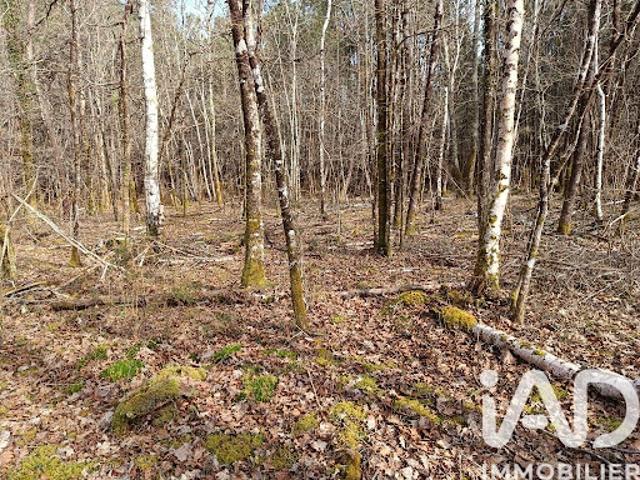 Vente Terrain 7302 m2 Lesparre Médoc