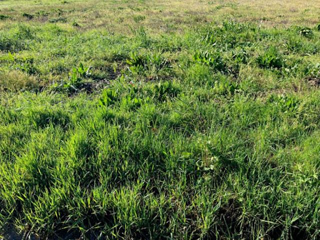 Vente Terrain 810 m2 Saint Savinien