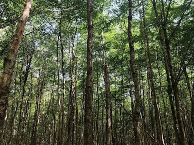Vente Terrain 82500 m2 Châteauneuf Val de Bargis