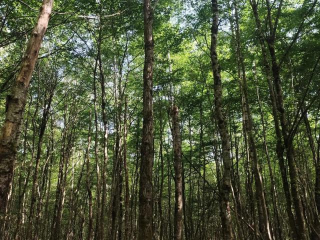 Vente Terrain 82 500 m²