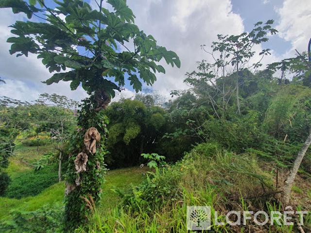 Vente Terrain 833 m2 Ducos