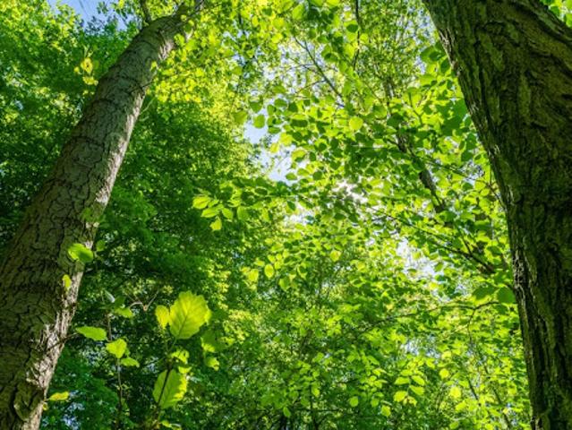 Vente Terrain 964 m2 Boult sur Suippe