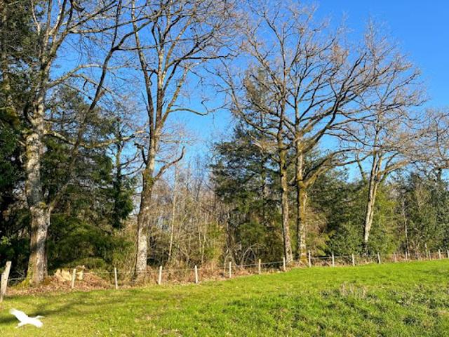 Vente Terrain 9300 m2 Cognac la Forêt