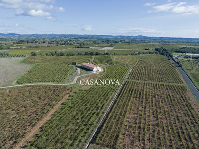 Vente Vignoble 0 m2 Saint André de Sangonis