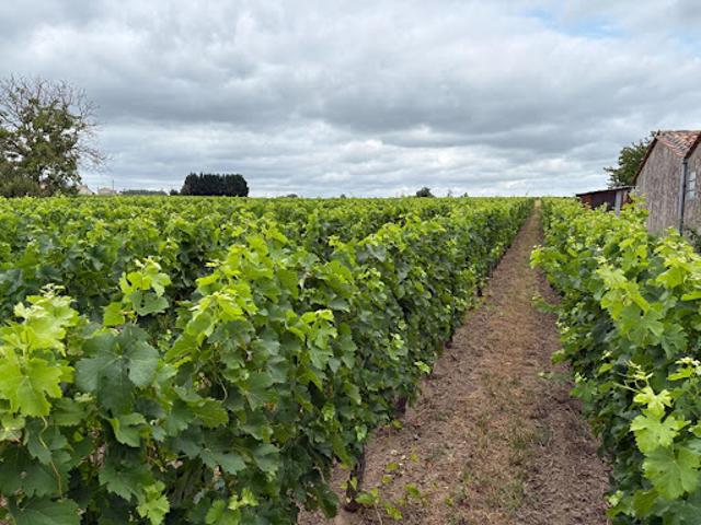 Vente Vignoble 300 m2 Saint Emilion