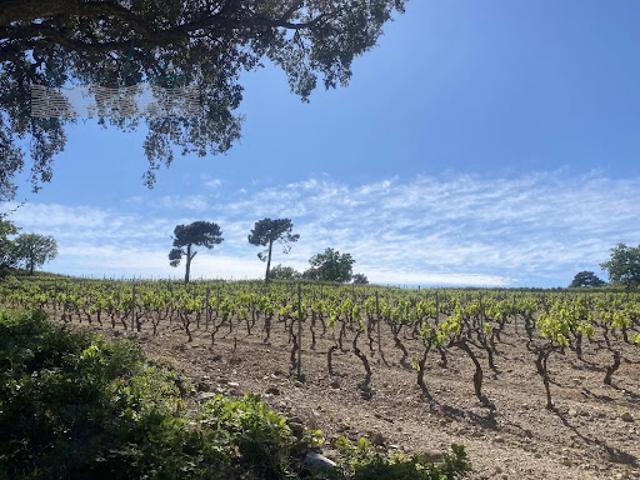 Vente Vignoble 360 m2 Grimaud