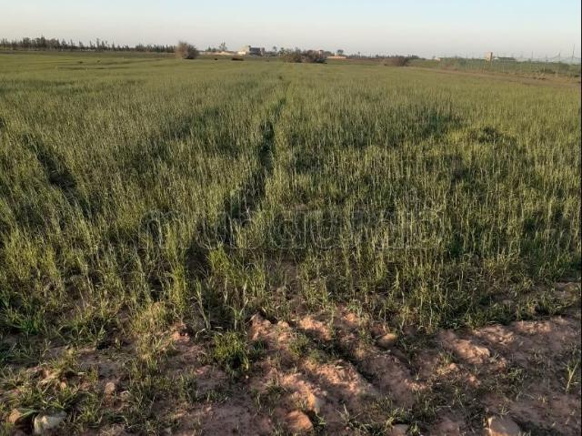 Vente de terrain à Laghdira. Surface totale 7700 m²