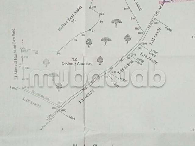 Vente de Terrain à proximité d'Essaouira 3 ha
