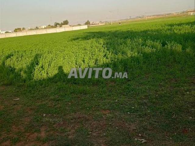 Vente de terrains titrés pour habitation et agriculture — Bir Jdid