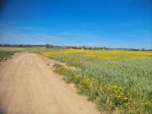 Vente de Terrains & Fermes Titrés Azemmour