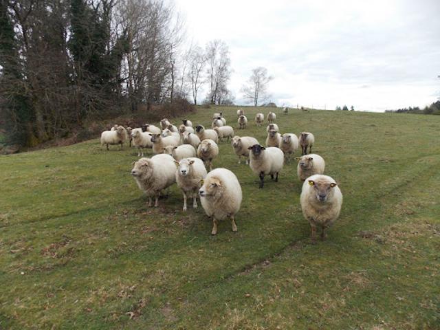 Vente Ferme 5 pièces 110 m2 Marval