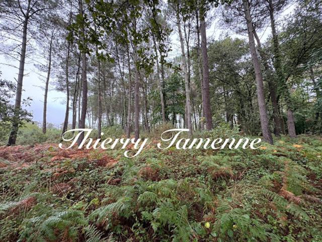 Vente Forêt 0 m2 Escalans