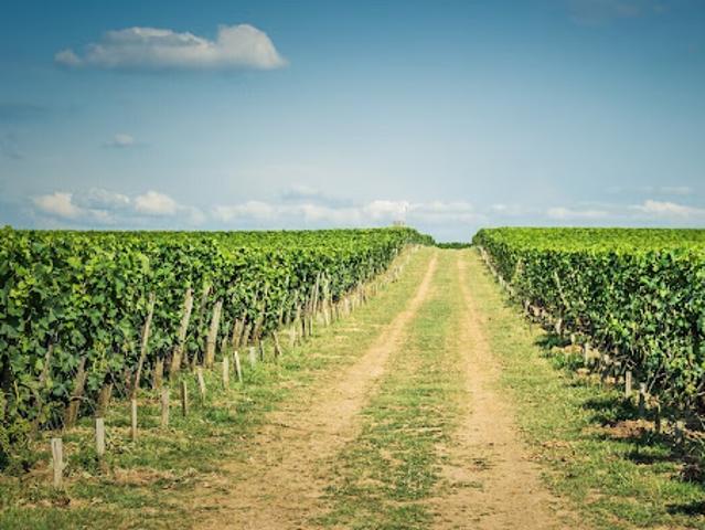 Vente Propriété 10 pièces 300 m2 Saint Emilion