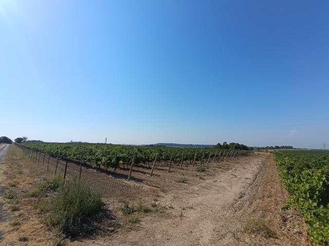 Vend vignes carbenet sauvignon noir à Montady/capestang