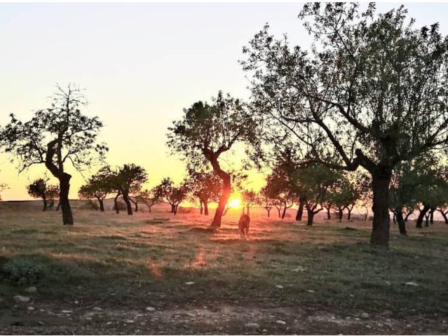 VENDA FINCA RÚSTICA A SANTA MARIA DE MONTMAGASTRELL
