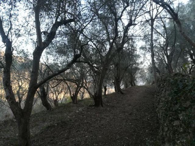 Vendesi terreno agricolo oliveto