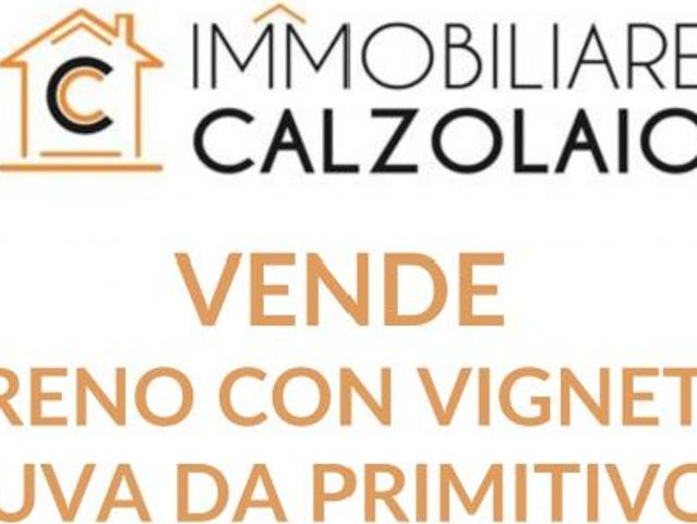 VENDITA TERRENO CON VIGNETO C.DA MONTEVERDE GROTTAGLIE