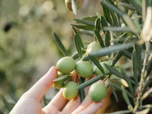 Vendita terreno agricolo