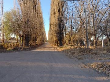 Vendo 5 hectareas cuadro benegas san rafael