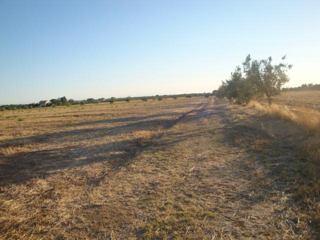 Terreno in vendita a Cecina