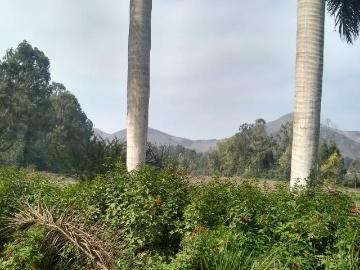 Vendo Terreno Agrícola en Parcela Predio Rústico San Fernando Mz 1, Pachamac