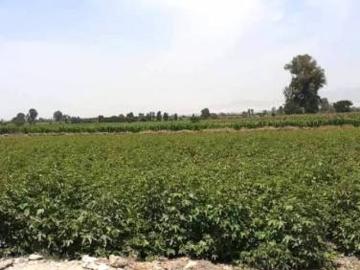 VENDO TERRENO AGRICOLA PEQUEÑA DE 5,6 Y 8 Has EN INDEPENDENCIA PISCO