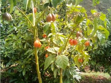 VENDO TERRENO AGRICOLA 47 Ha. EN MOLLEPATA CUSCO PERU