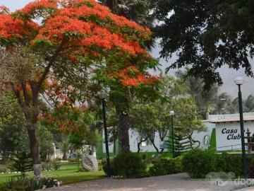 VENDO TERRENO DE 200 M2 EN CLUB RESIDENCIAL LOS GIRASOLES CHACLACAYO