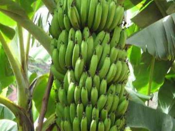Vendo bananera rentable