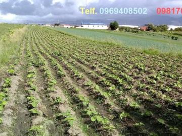vendo de 3078 m2 con casa de 63 m2 en carchi, bolivar, chutan, $34000. Terreno en Venta en Bolívar Bolivar