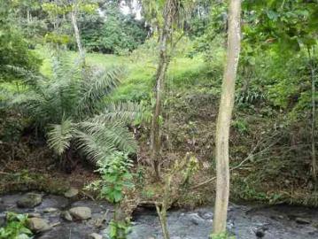 VENDO DE OPORTUNIDAD 2 ½ HECTAREAS CON RIO Y PLANTACIONES EN SANTO DOMINGO SECTOR TURISTICO
