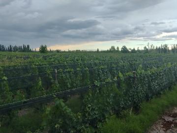 Vendo finca 14 hectareas cuadro benegas