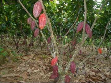 Vendo finca de 12 hectareas