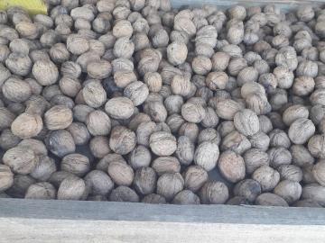 Vendo fincas con nogales san rafael mendoza