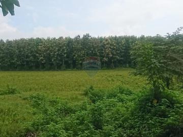 Vendo Hacienda Via Palestina Vinces 36 Ha