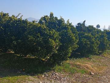 Vendo parcela con plantación de naranjos en zúñiga