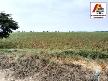 Vendo parcela de 4.75 has. en buenaventura El Carmen Chincha