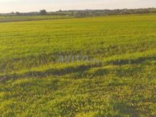 Vends 4 H terrains agricoles prix sacrifiés