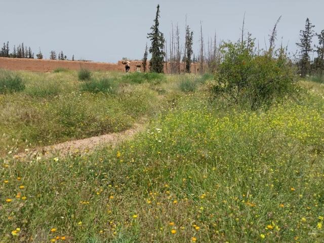Vends 1 hectare