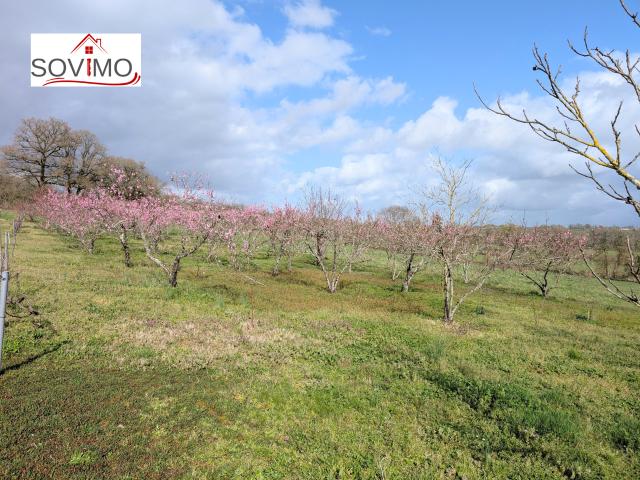 VERGER AVEC DES ARBRES FRUITIERS