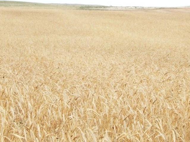 Versatile Cropping and Grazing