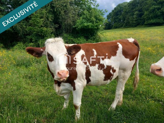 Vesoul Vente Terrain 70