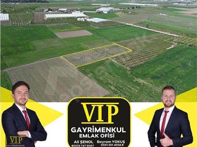 VİP GAYRİMENKUL'den BAYRALAR MAH. 3.100m ELMA BAHÇESİ