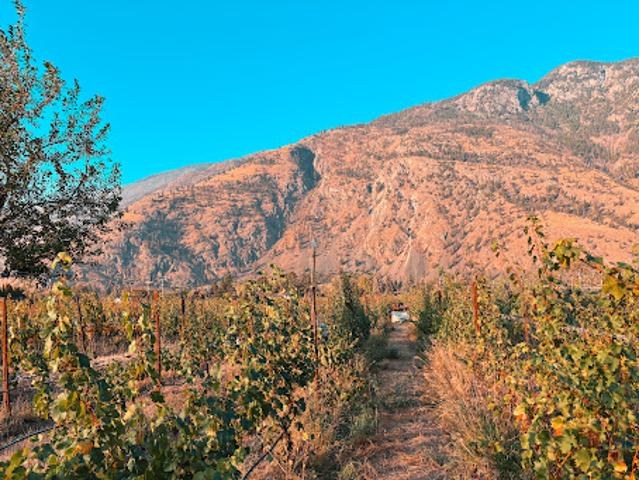 Vineyard