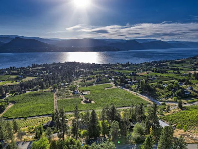 Vineyard