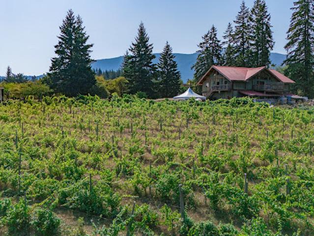 Vineyard