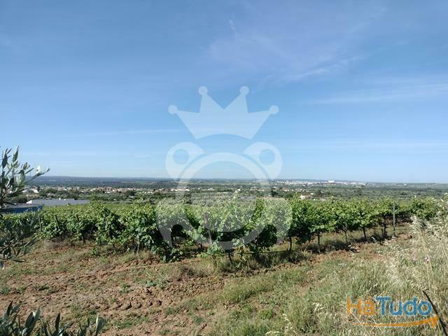 Vinha 5,6 ha com 2 apoios agrícolas e poço | 26083920253